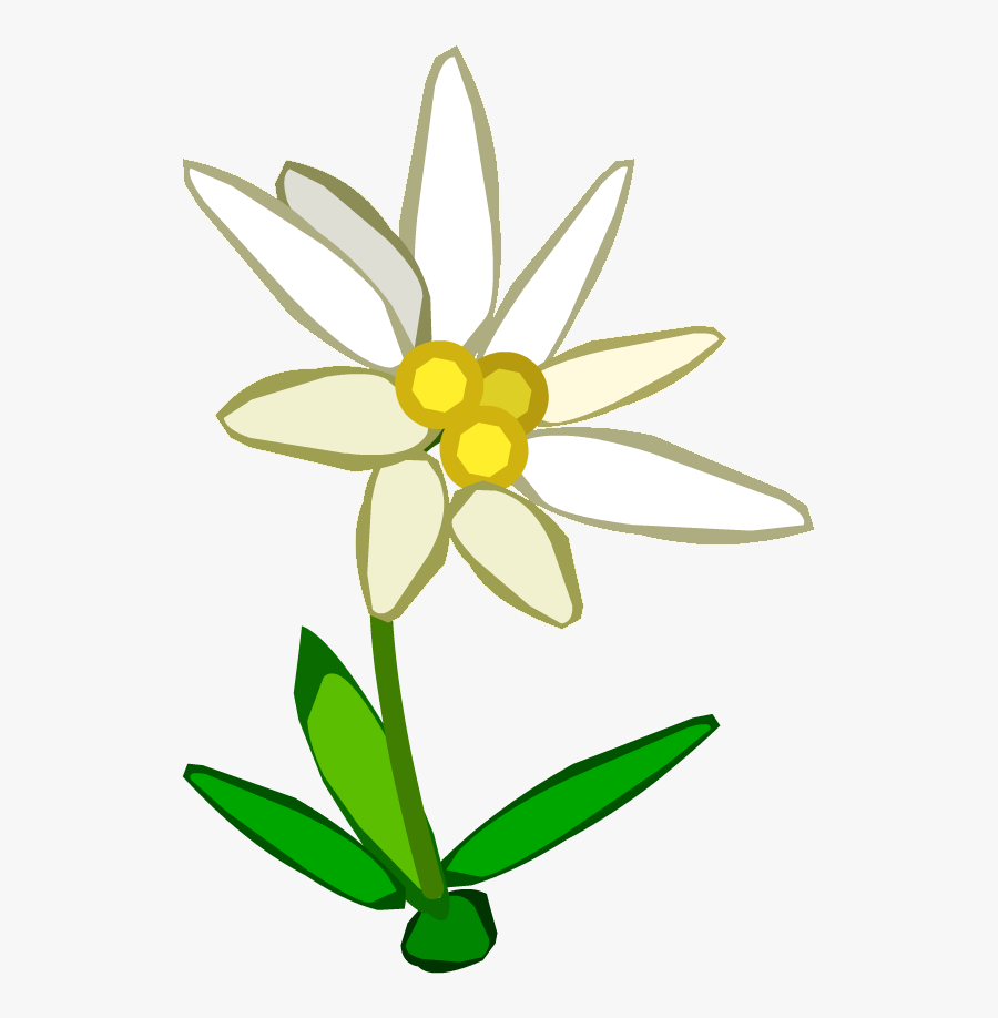 Edelweiss Png, Transparent Clipart