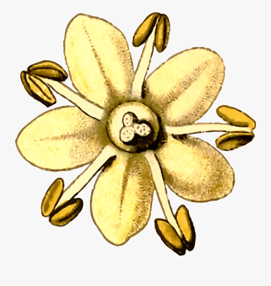 Clip Art Details - Yellow Elder Flower Clipart, Transparent Clipart