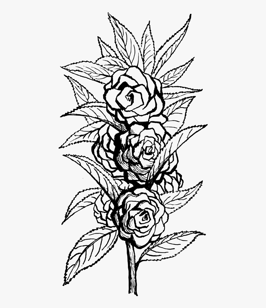 Clip Art Details - Flowers Black N White Png, Transparent Clipart