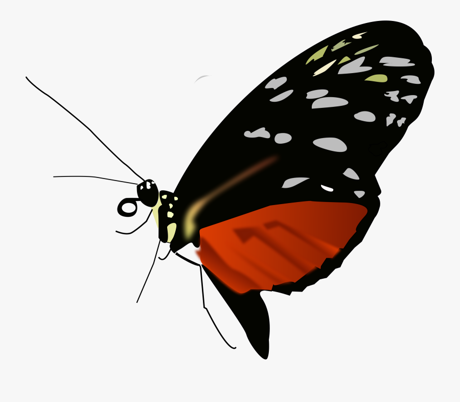 Transparent Butterflies Clipart - Butterfly Orange And Black Png, Transparent Clipart