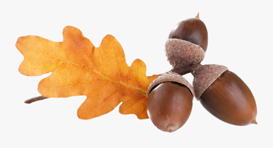 Acorns, Transparent Clipart