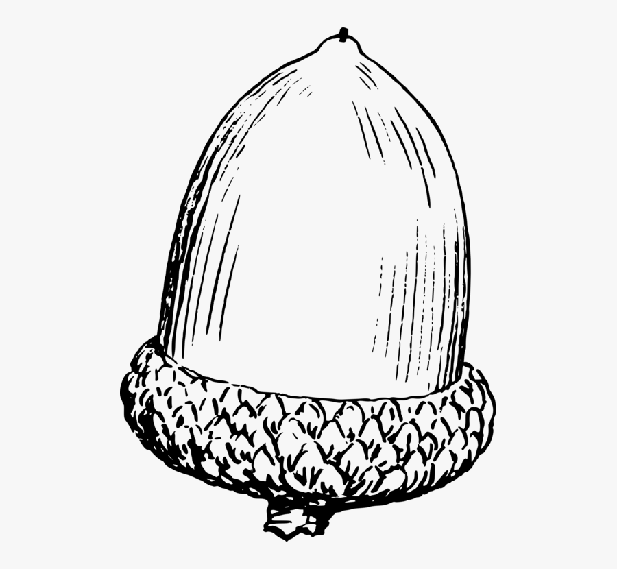 Drawing Acorn Computer Icons Line Art Oak - Black And White Acorn Clip Art, Transparent Clipart