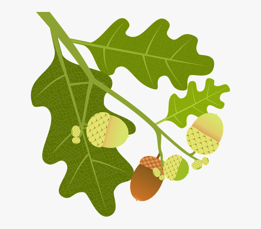 Oak, Acorns, Branch, Leaves, Nature, Tree, Tree Fruit - Oak, Transparent Clipart