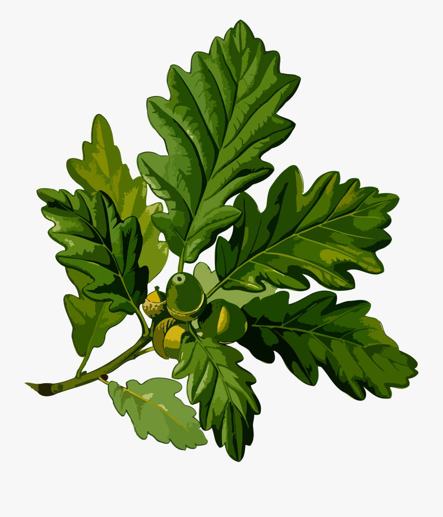 Oak Branch With Leaves And Acorns Drawing Pendant Necklace - Botanical Drawings The Drunken Botanist, Transparent Clipart