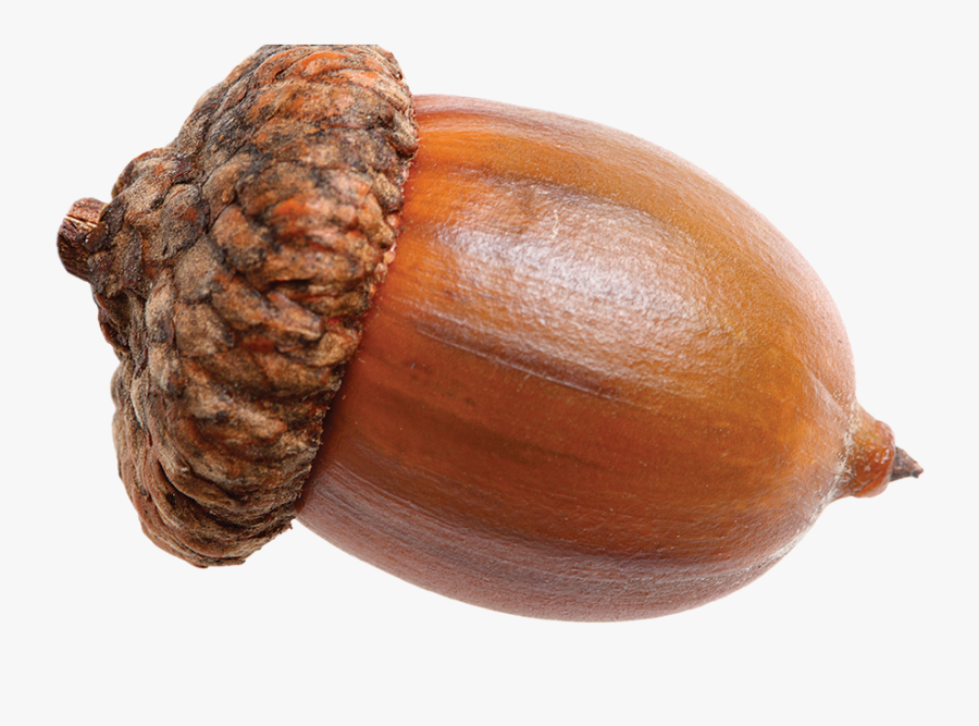 11 Things You Never Knew About The Incredible, Edible - Acorn Png, Transparent Clipart
