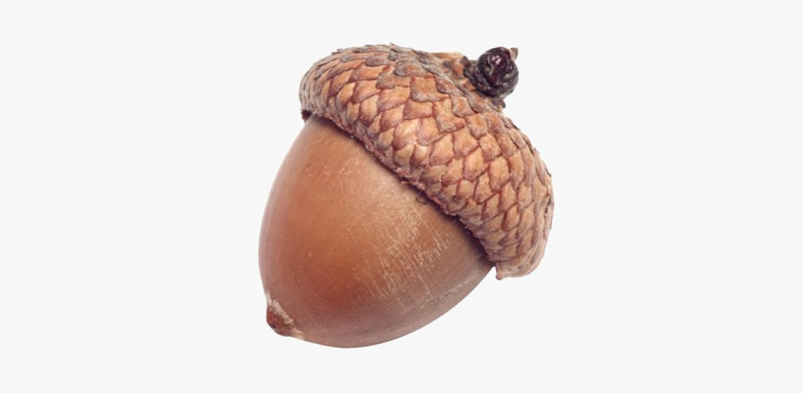 Clip Art Acorn Png - Oak Seed Png, Transparent Clipart