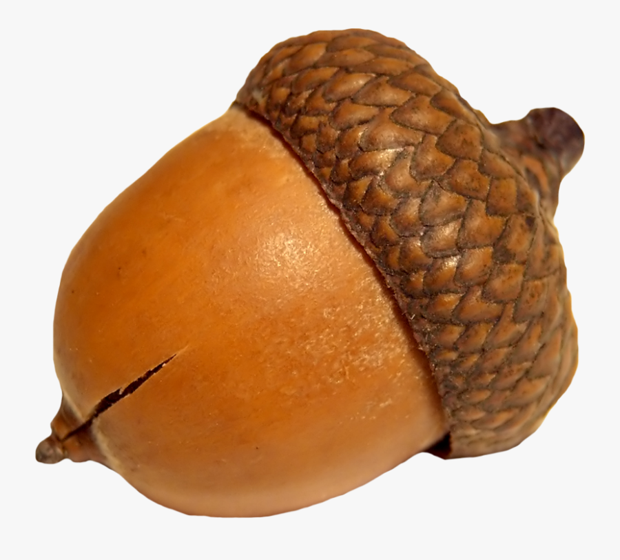 Acorn Png Image - Transparent Acorn Png, Transparent Clipart