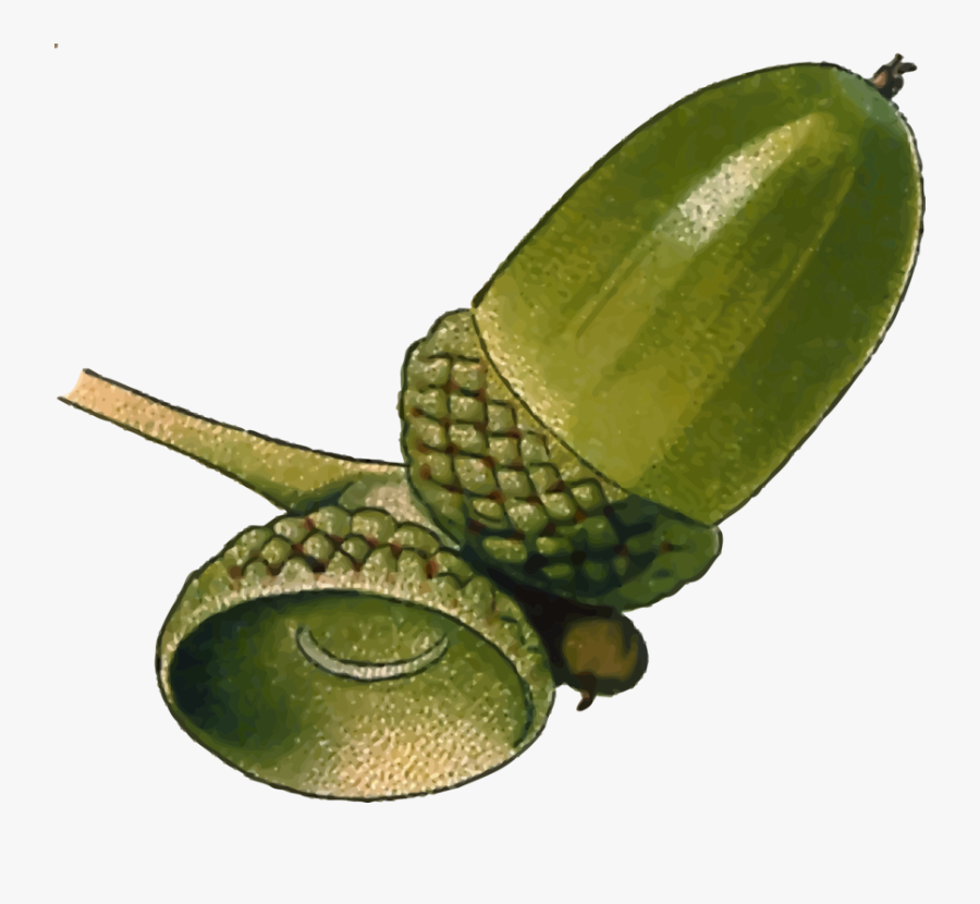 Food,superfood,fruit - Acorn, Transparent Clipart