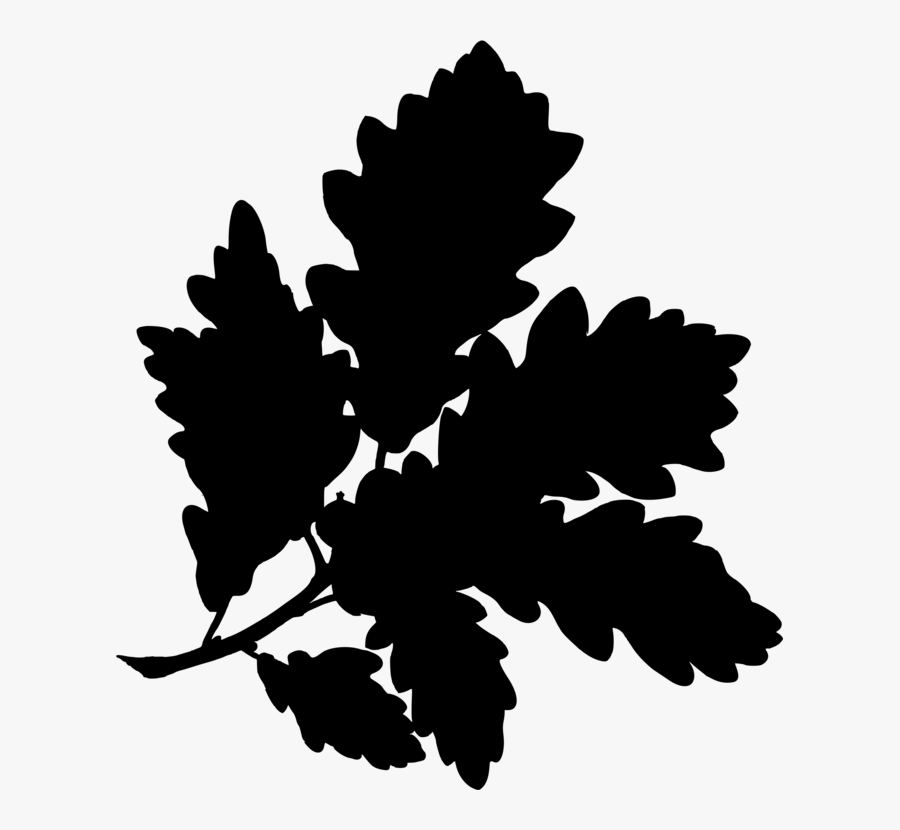 Transparent Acorn Clipart Black And White - Botanical Drawings The Drunken Botanist, Transparent Clipart