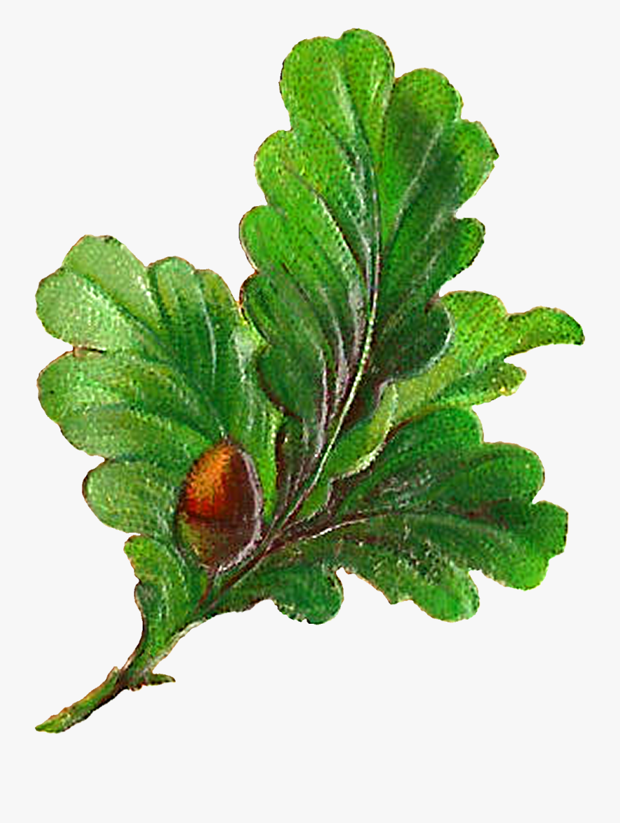 Oregon White Oak, Transparent Clipart