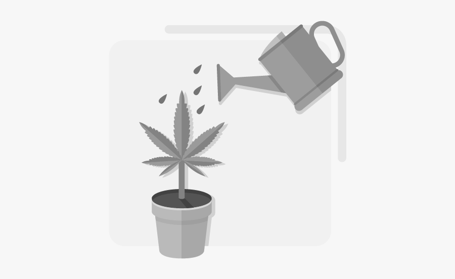 Houseplant, Transparent Clipart