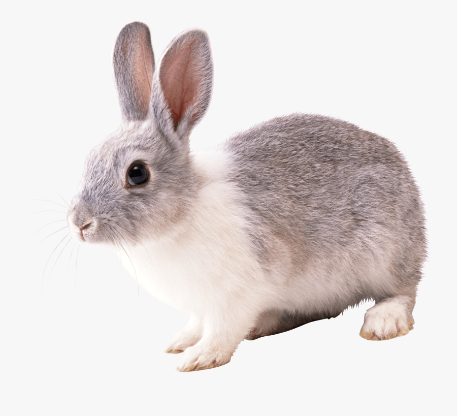 Rabbit Png, Transparent Clipart