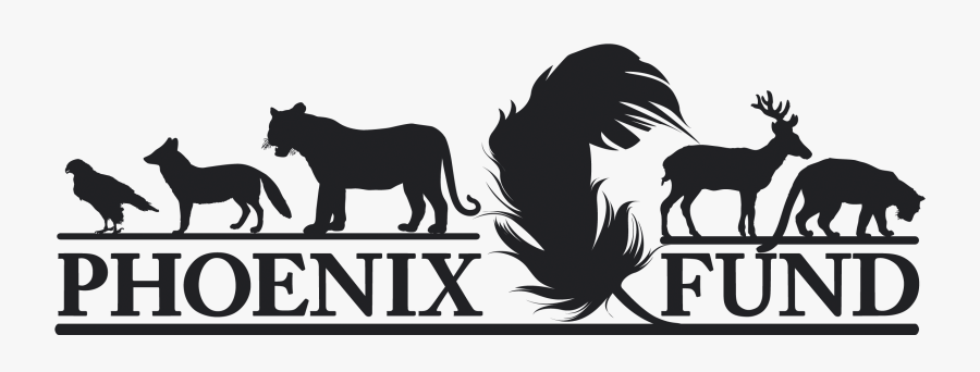 Transparent Fire Phoenix Png - Phoenix Fund Logo, Transparent Clipart