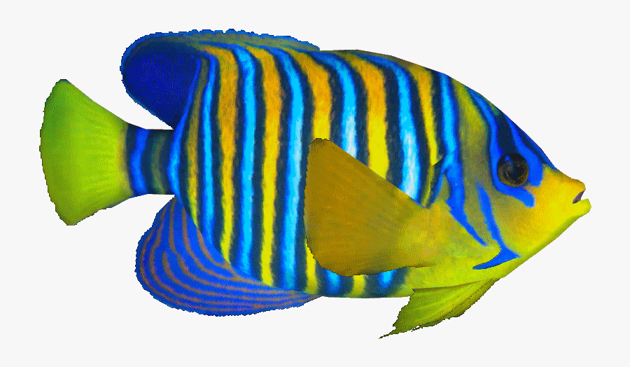 Clip Art King Angelfish - Royal Angelfish Png, Transparent Clipart