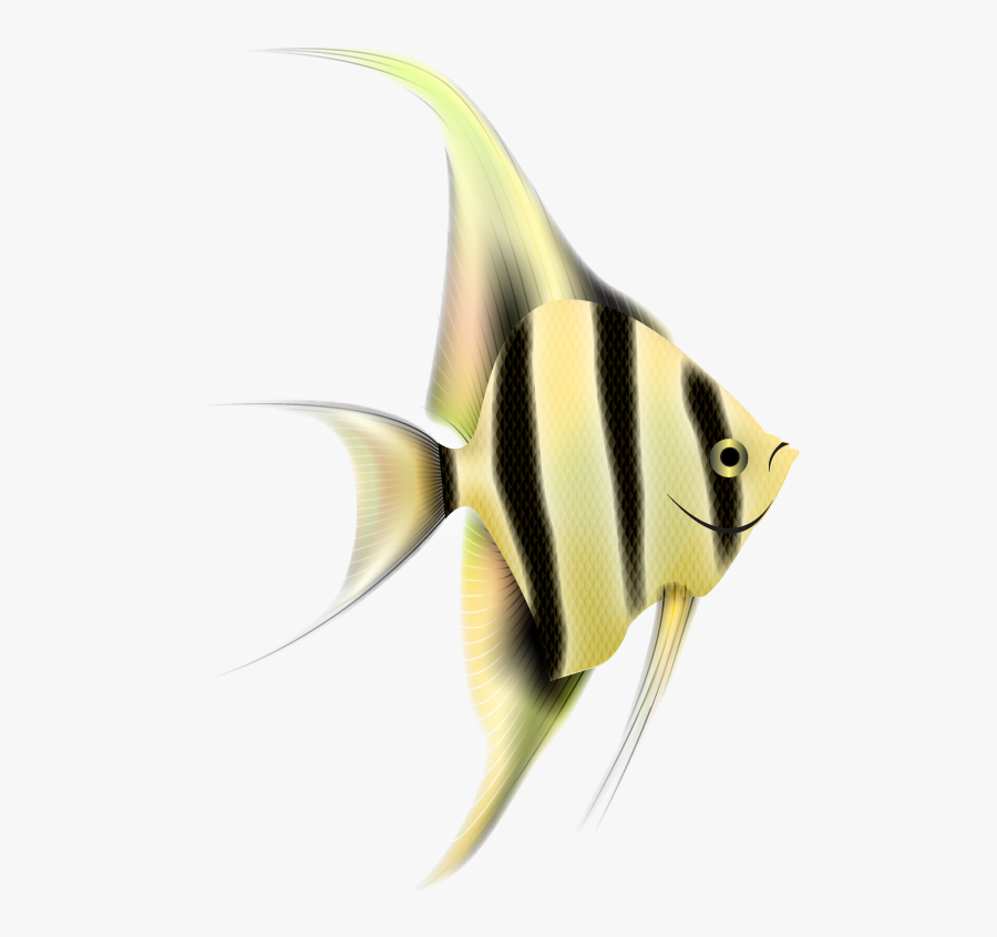 Angelfish Png Clipart - Angel Fish Png, Transparent Clipart