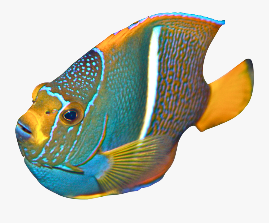 Free Png Download Angelfish Png Images Background Png - Parrot Fish Clip Art, Transparent Clipart