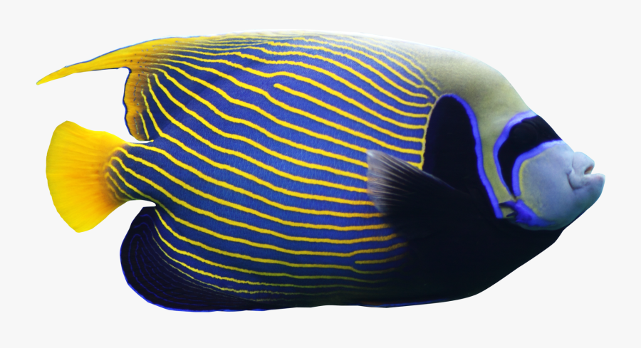 Angelfish Png Image - Mandalay Bay, Transparent Clipart