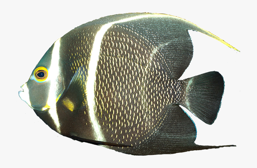 Angel Fish Png - Pomacanthus Paru, Transparent Clipart