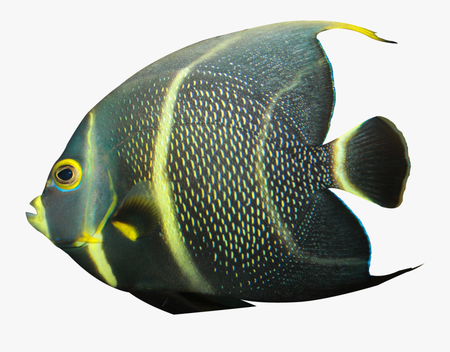 Angelfish Png - Angel Fish Png, Transparent Clipart
