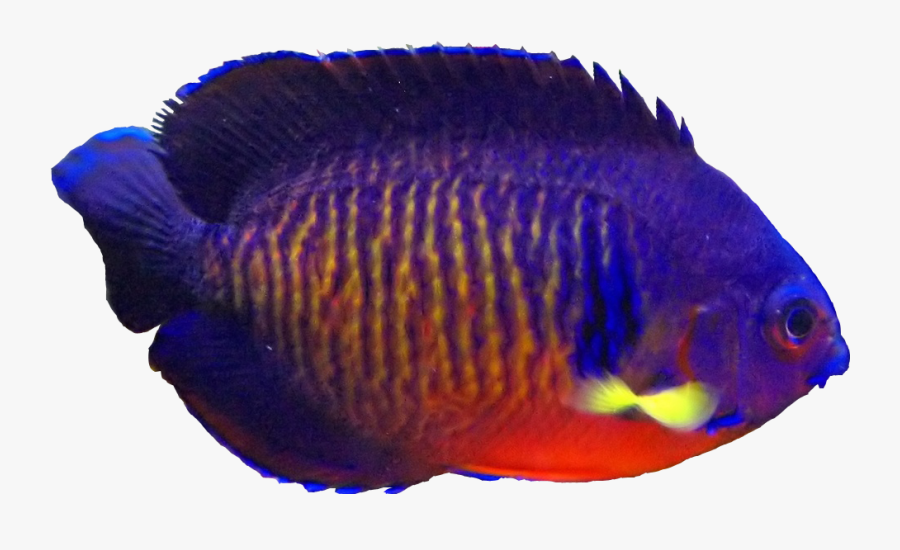 Coral Beauty Angelfish - Coral Reef Fish, Transparent Clipart