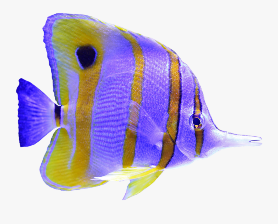 #angelfish #purple #fish #underwater #sealife - Holacanthus, Transparent Clipart