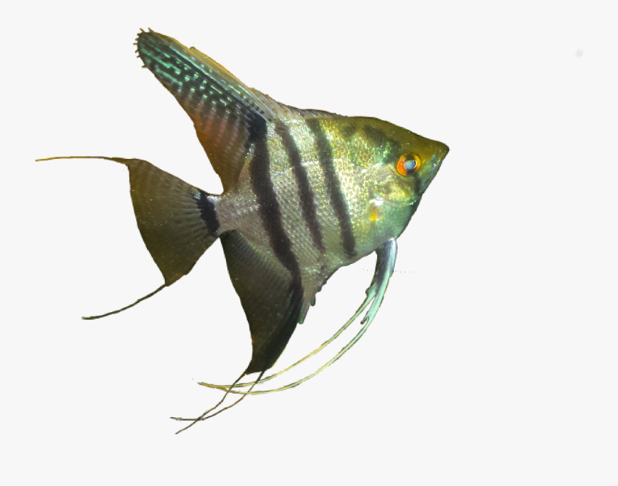 #angelfish - Coral Reef Fish, Transparent Clipart