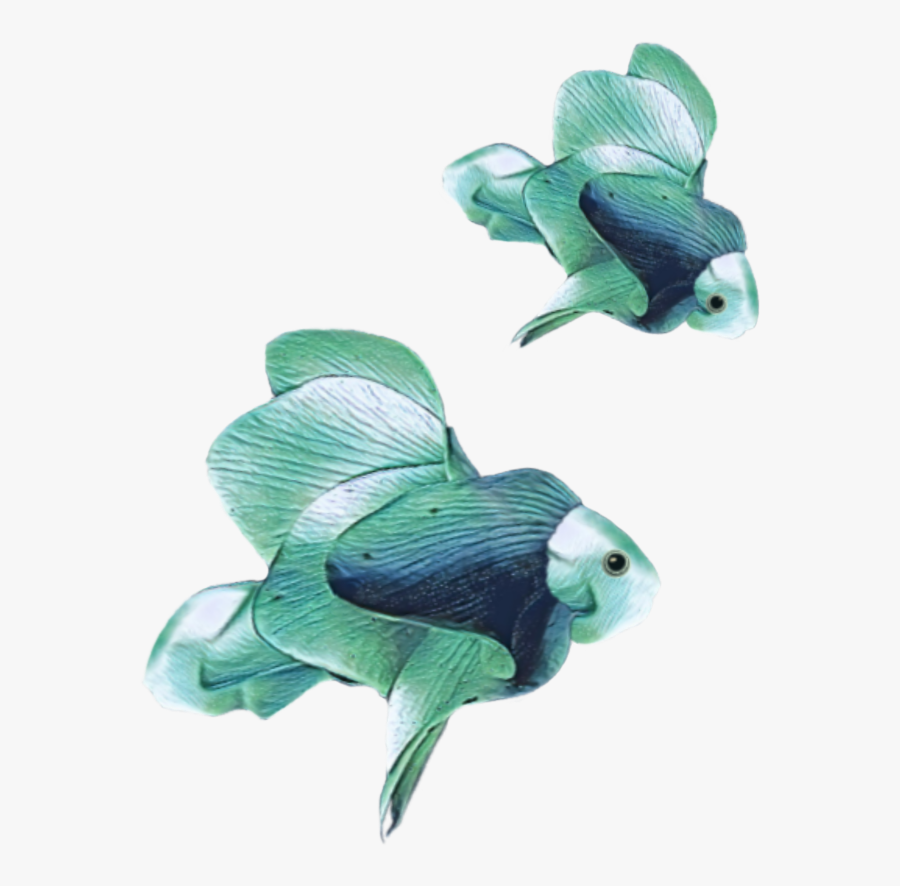 Transparent Angelfish Png - Pomacentridae, Transparent Clipart