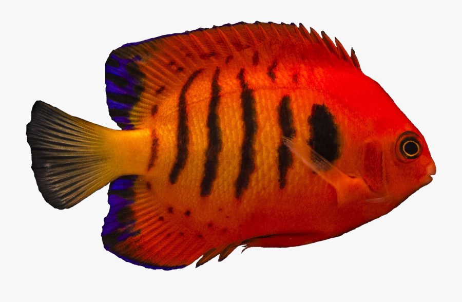 Flame Angelfish, Transparent Clipart