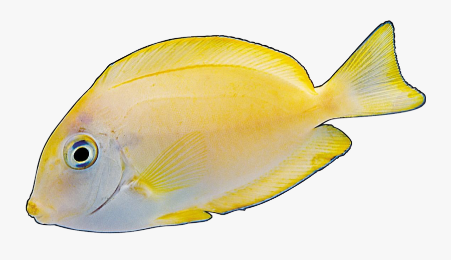 Fish Png Yellow - Coral Reef Fish, Transparent Clipart