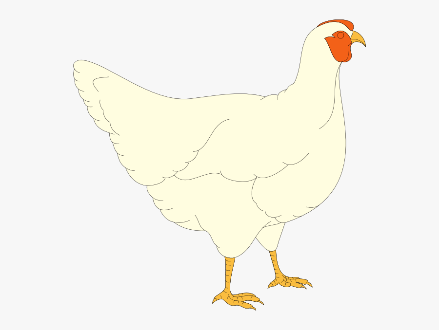 Chicken, Transparent Clipart