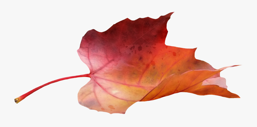 Transparent Blowing Fall Leaves Clipart - Fall Leaf Side View, Transparent Clipart