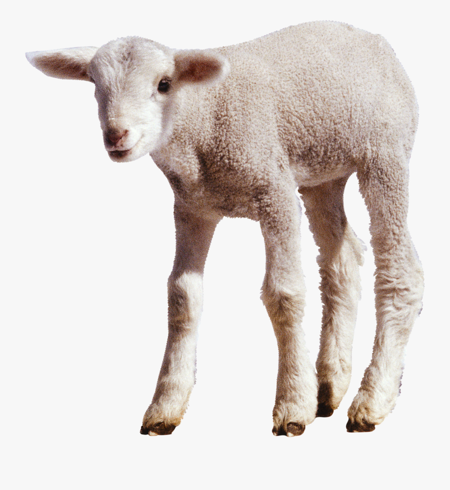 Sheep Transparent, Transparent Clipart