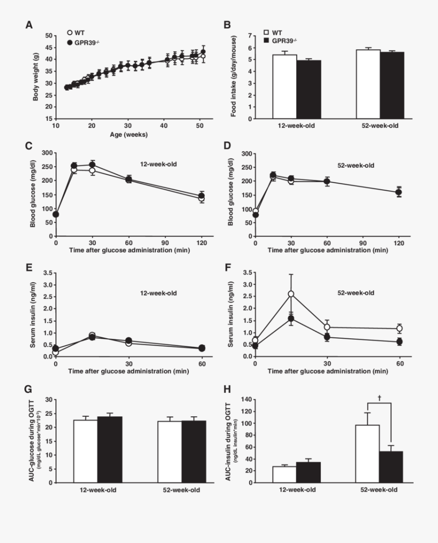 Png Library Library Characterization Of Gpr Mice - Aging Mice Body Weight, Transparent Clipart