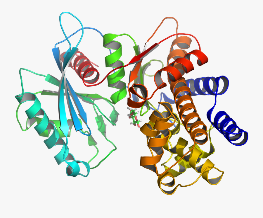 Weight Clipart Homeostasis - Enzyme Glucokinase, Transparent Clipart