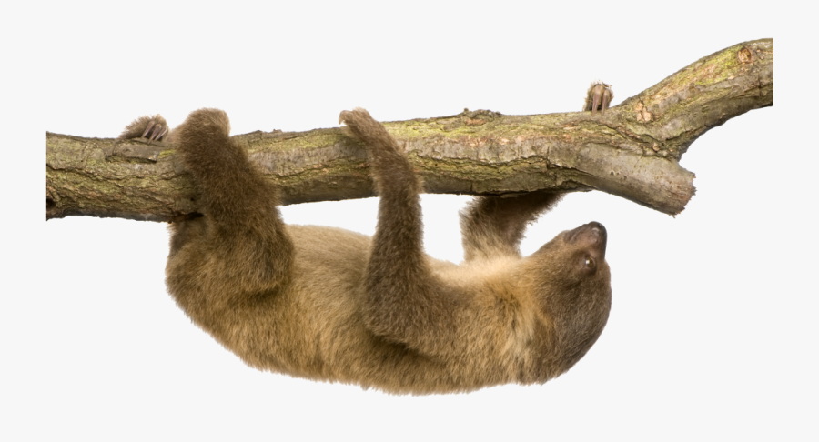 Two Toed Sloth Png, Transparent Clipart