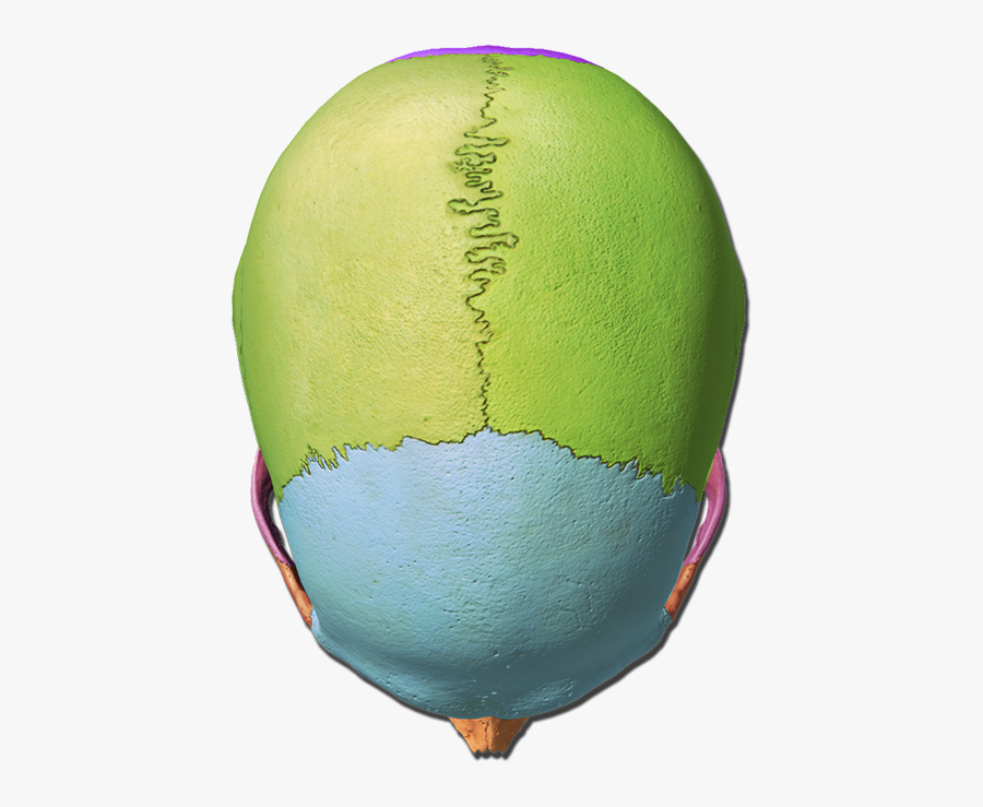 Advanced Skull Labeling Free Worksheets - Suede, Transparent Clipart