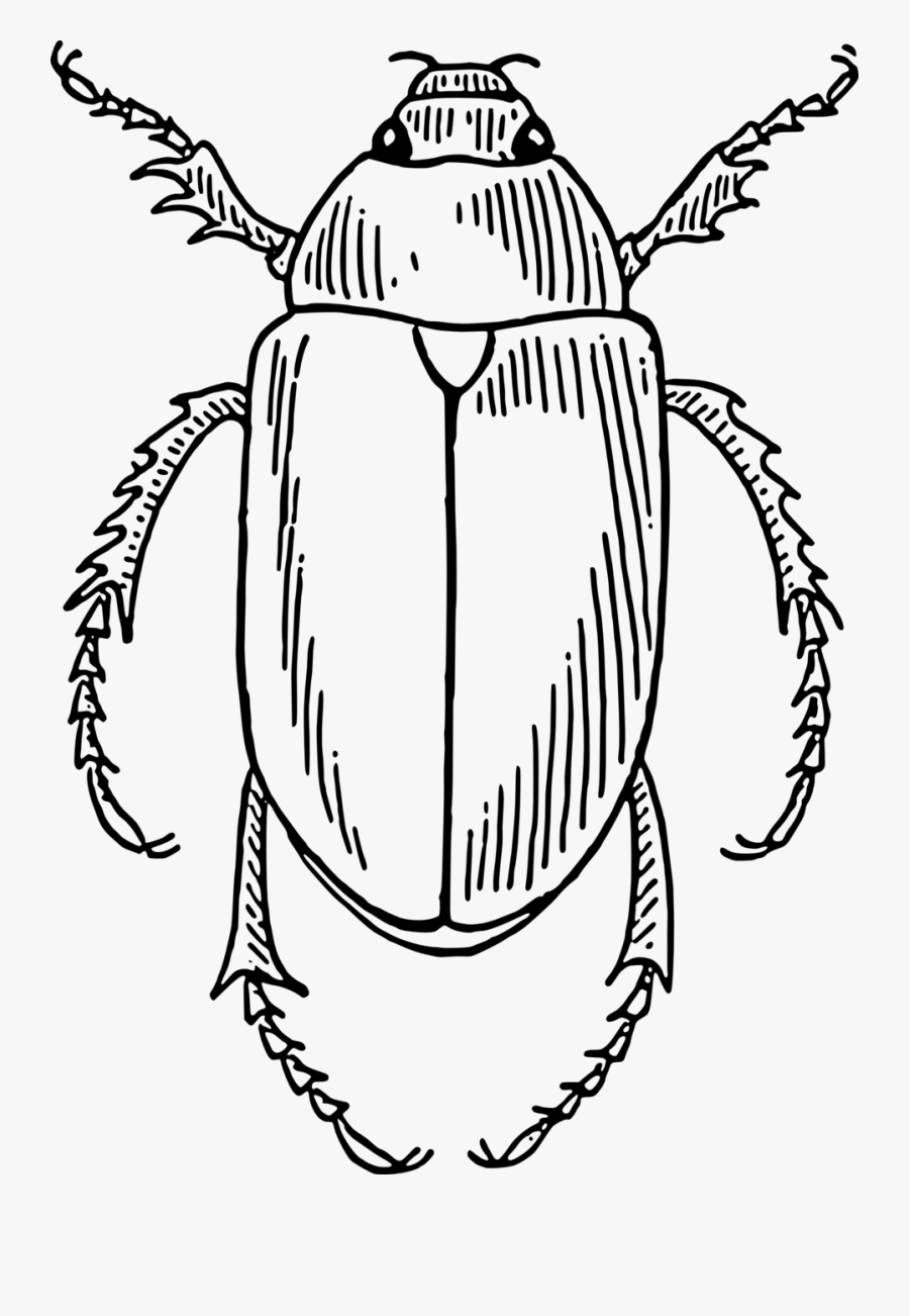 Public Domain Clip Art - Beetle Clip Art Black And White, Transparent Clipart