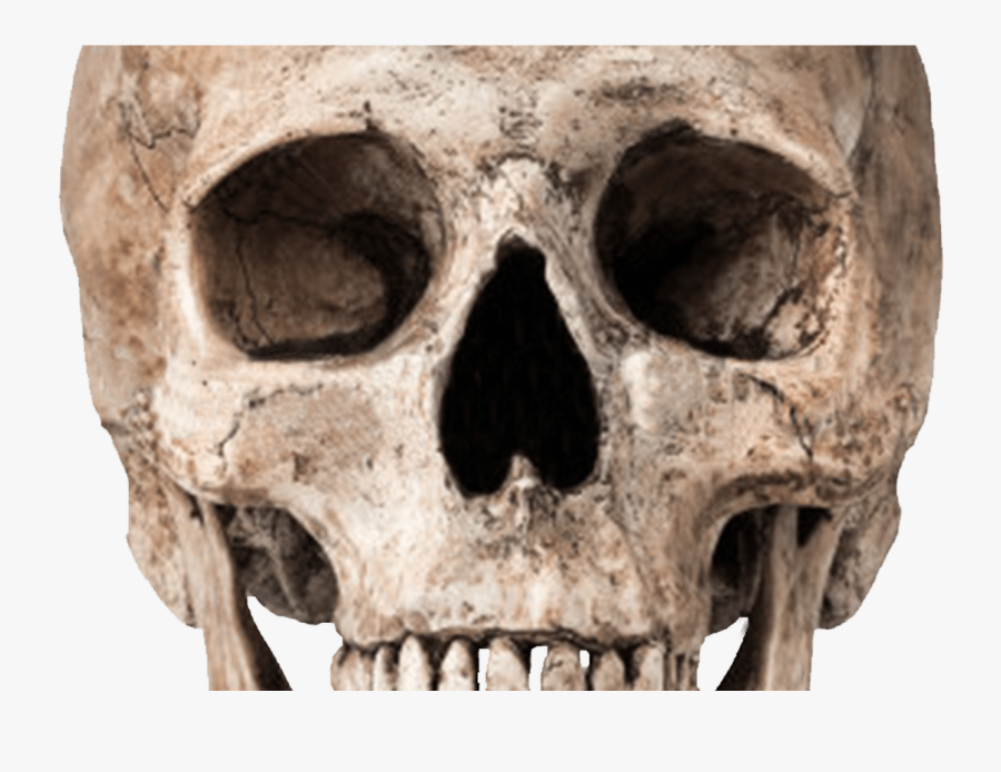 Download Skull Free Png Photo Images And Clipart Freepngimg - Skeleton Head Green Screen, Transparent Clipart