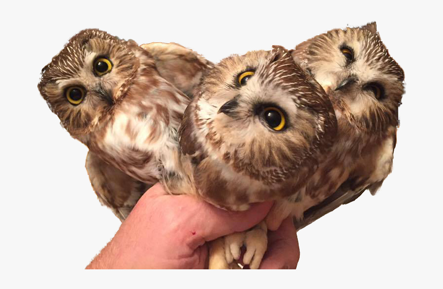 Animal & Personthree Baby Owls - Baby Owl, Transparent Clipart
