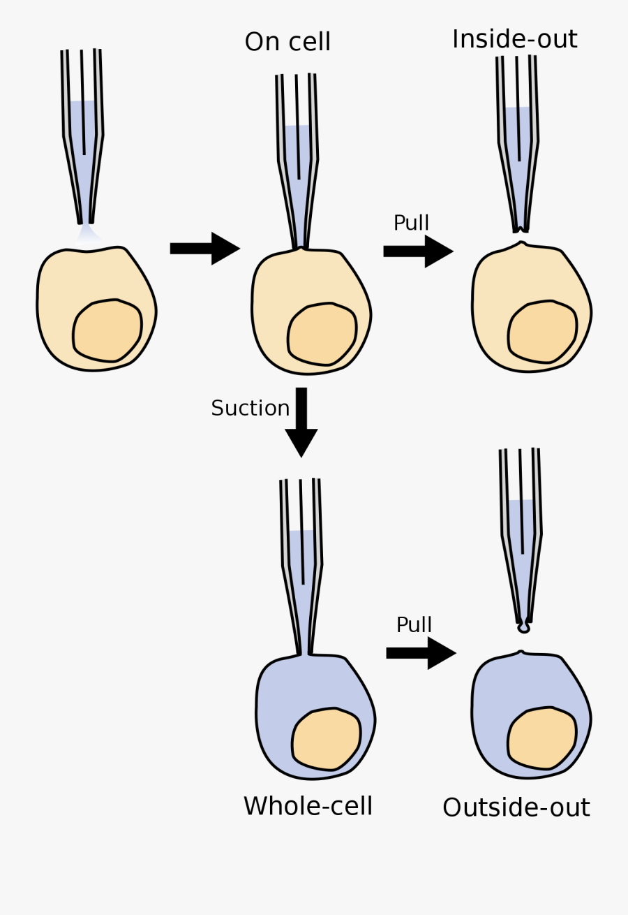 Patch Clamp Technique Pdf Clipart , Png Download - Patch Clamp Technique, Transparent Clipart
