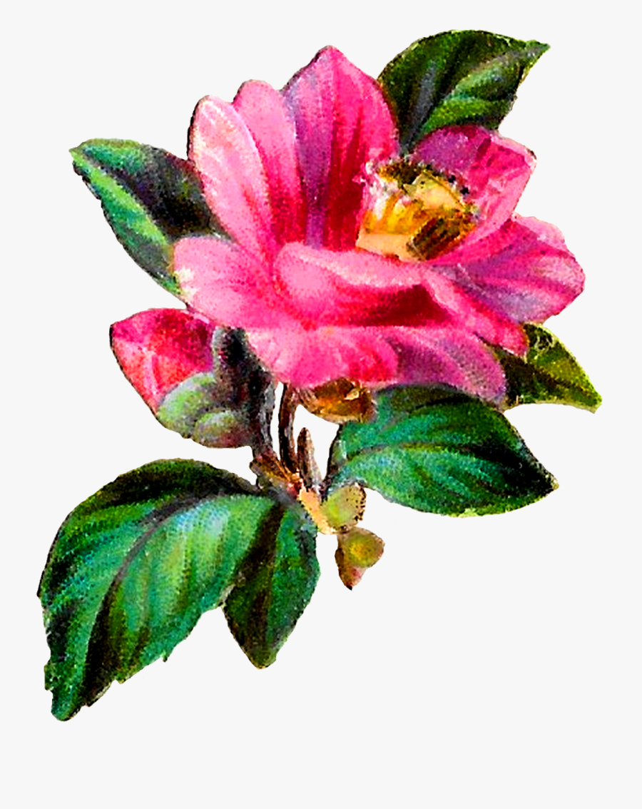 Camellia Flower Botanical Art Clipart Craft Download - Antique Flower Pink Clipart, Transparent Clipart