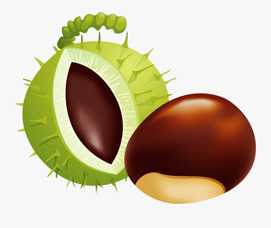 Transparent Nut Clipart - Illustration, Transparent Clipart