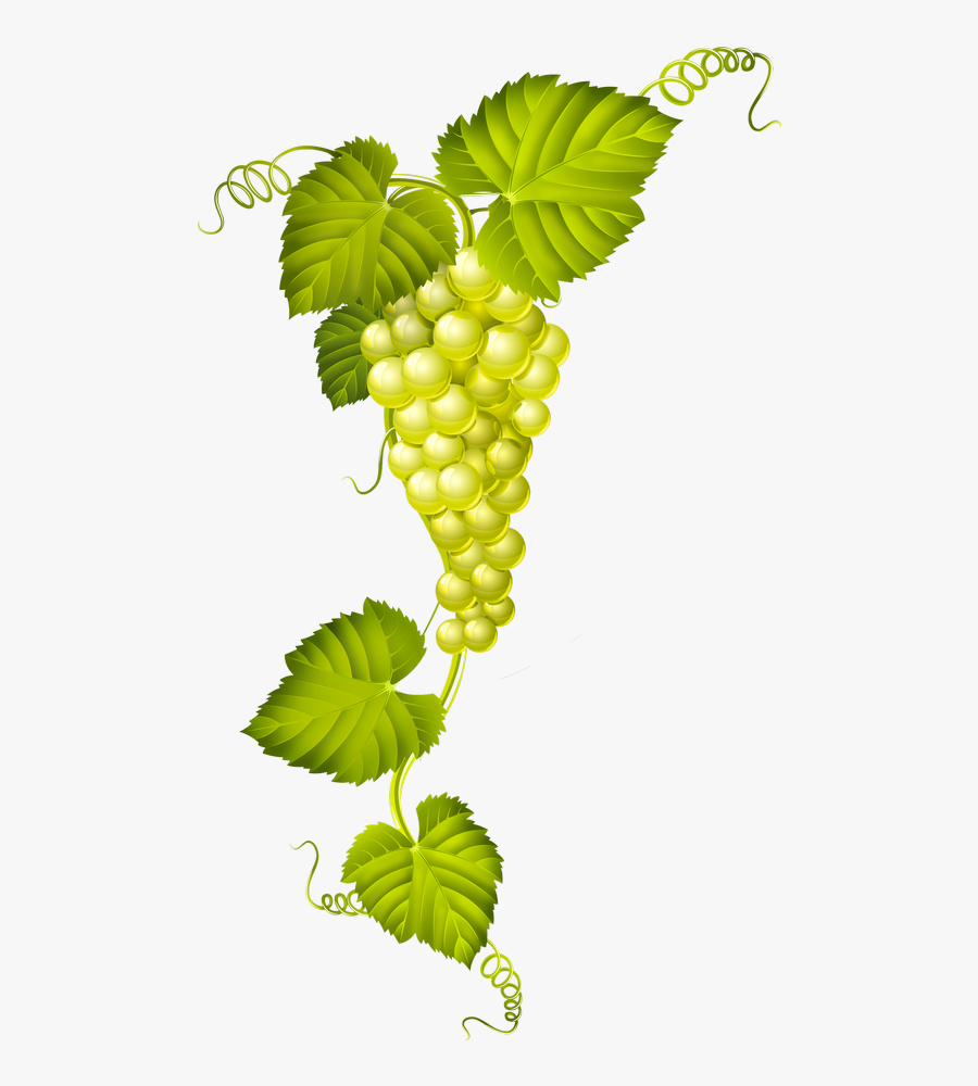 Pin By Kathleen De - Wine Vector, Transparent Clipart