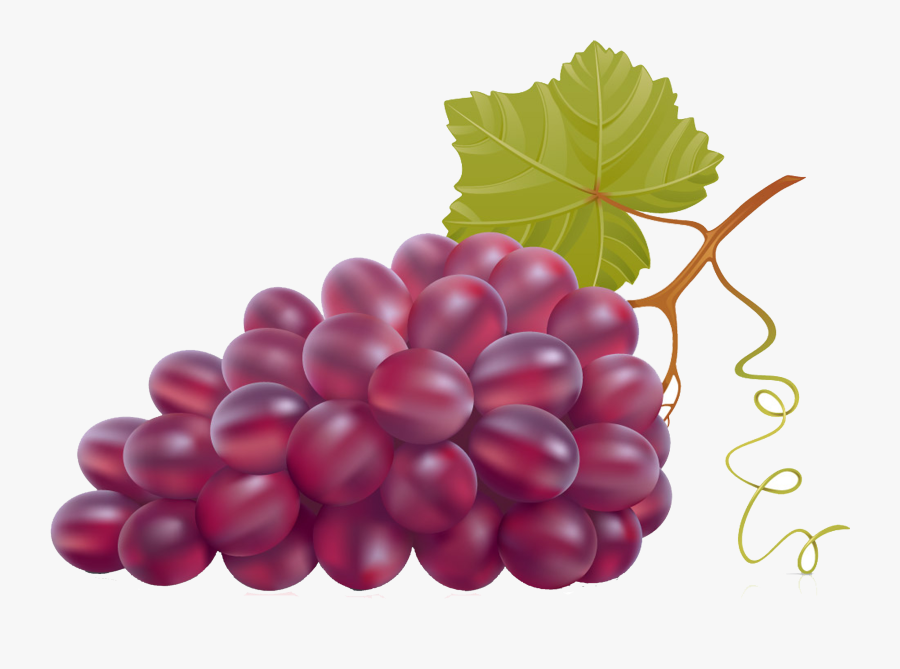 Purple Grapes Vector, Transparent Clipart