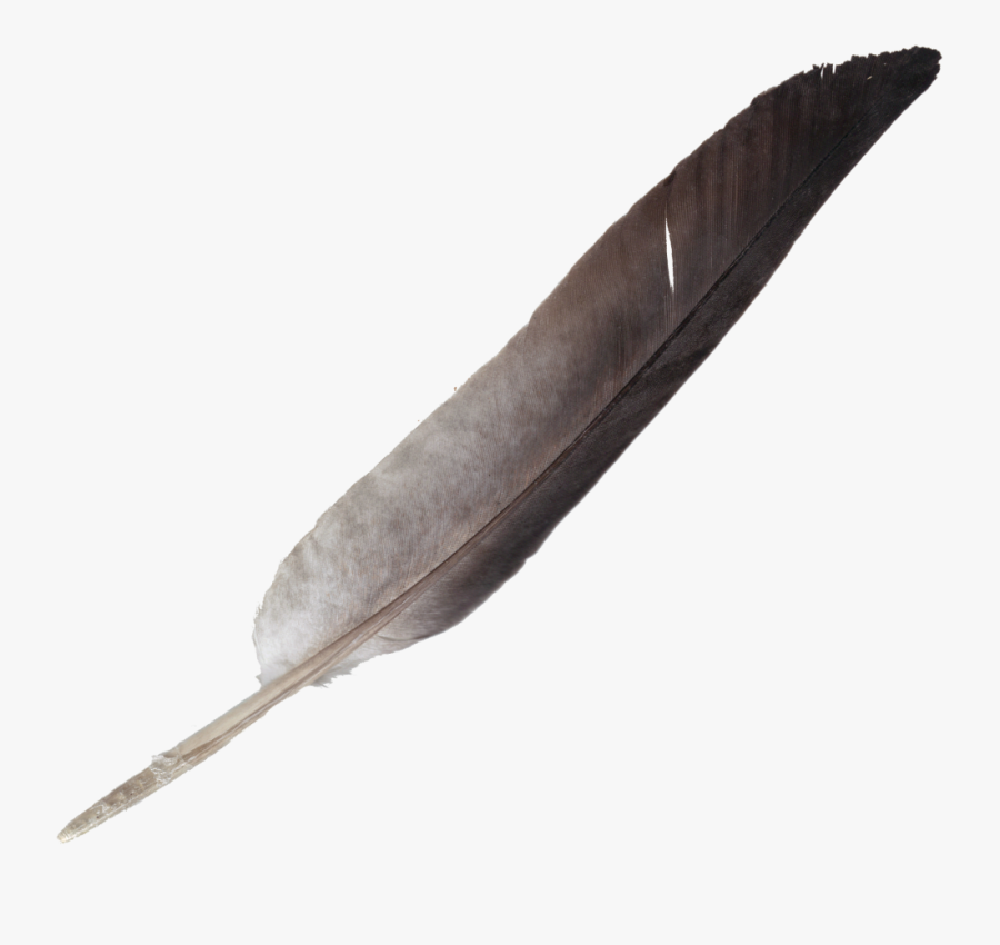 Feather Png Clipart - Portable Network Graphics, Transparent Clipart