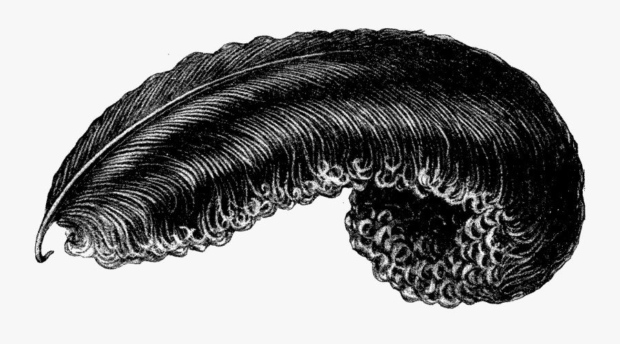 Ostrich Feather Png Transparent, Transparent Clipart