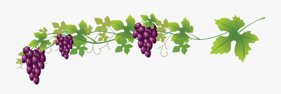 Wine Common Grape Royalty Free Clip Art - Grape Vine Transparent Background, Transparent Clipart