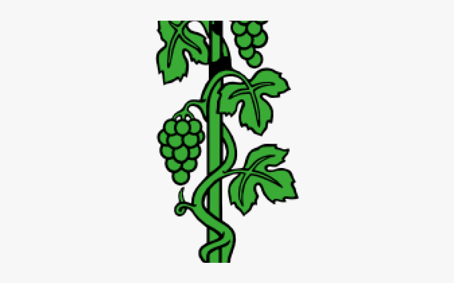 Climber Grapes Plant Drawing, Transparent Clipart