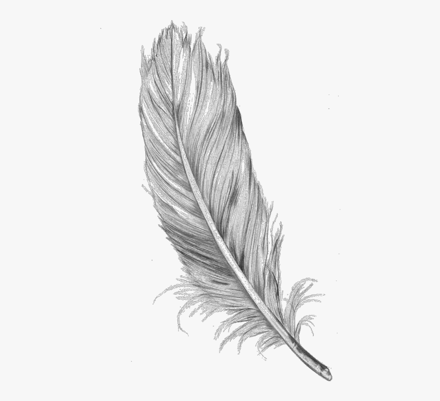 Transparent Tumblr Arrow Png - Feather Sketch, Transparent Clipart