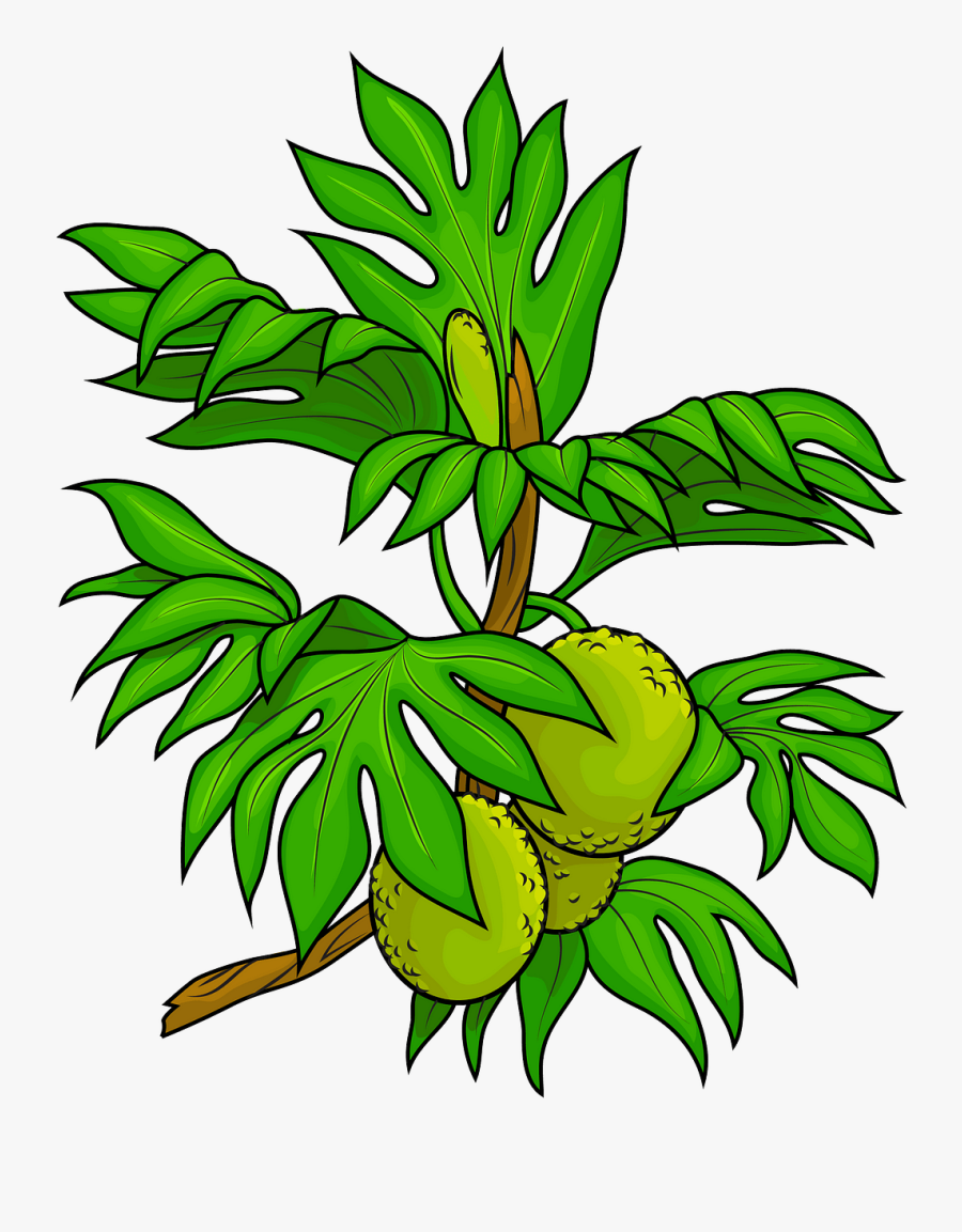 Clip Art Of Breadfruit Tree, Transparent Clipart